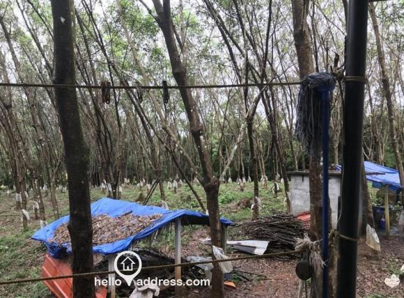 Shed is made for making Sheets out of Rubber milk.