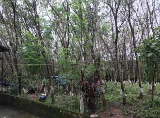 Residential Land for Sale in Palakkad, Ottappalam, Lakkidi perur, Nellikrussi , Mulanjoor.