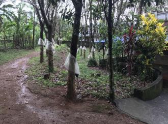 Residential Land for Sale in Palakkad, Ottappalam, Lakkidi perur, Nellikrussi , Mulanjoor.