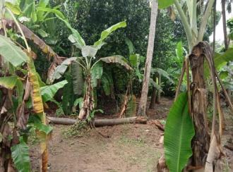 Residential Land for Sale in Palakkad, Chittur, Vallanghy, Edapotta