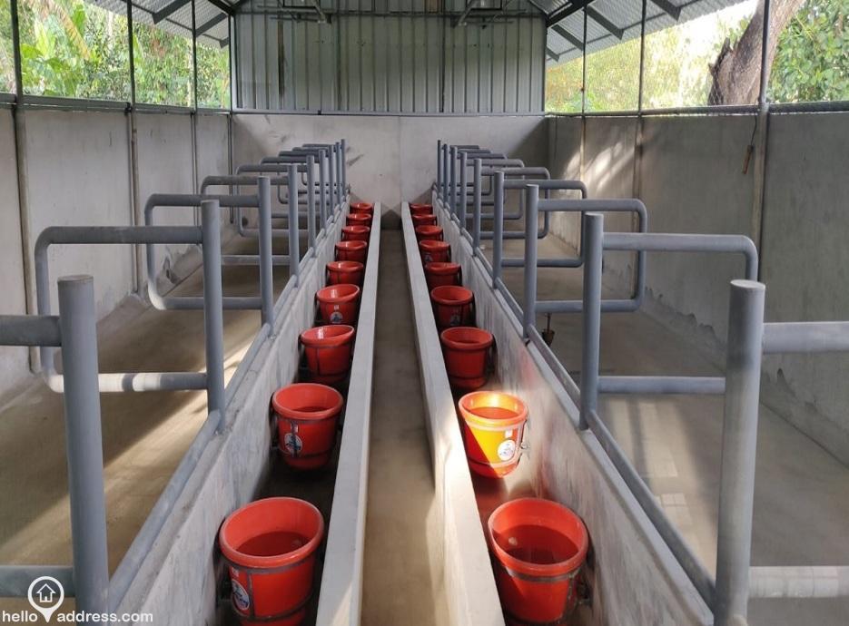 Diary Farm For Sale At Chathannoor In Kollam Kerala Helloaddress Com