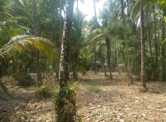 Residential Land for Sale in Thrissur, Kanjany, Kanjany