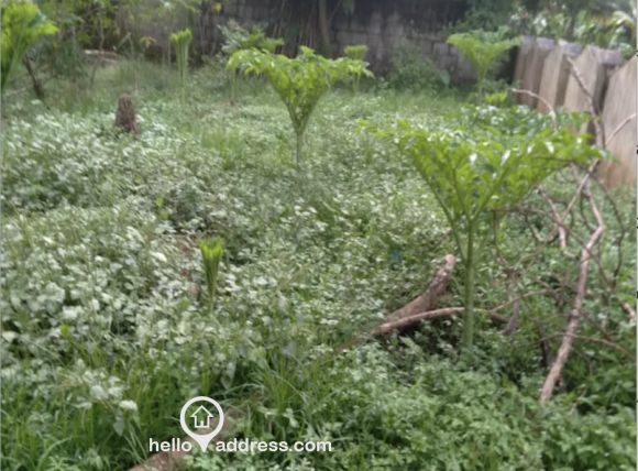 Plot View from behind