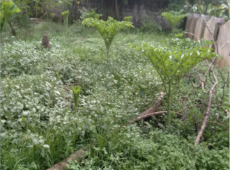 Residential Land for Sale in Pathanamthitta, Pathanamthitta, Kumbazha, Tholur Road
