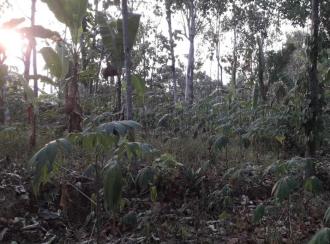 Residential Land for Sale in Pathanamthitta, Mallappally, Vennikulam