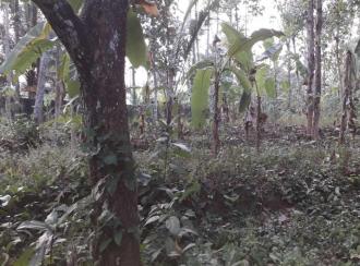 Residential Land for Sale in Pathanamthitta, Mallappally, Vennikulam