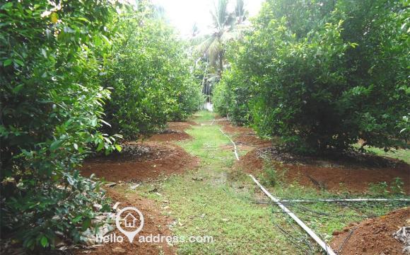 Fully Drip irrigated plot area