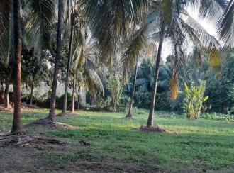 Residential Land for Sale in Palakkad, Pattambi, Pattambi, Thrithala Town