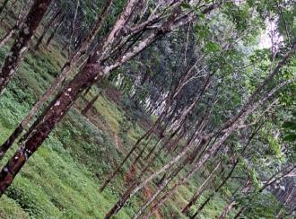Agricultural Land for Sale in Pathanamthitta, Pathanamthitta, Padam