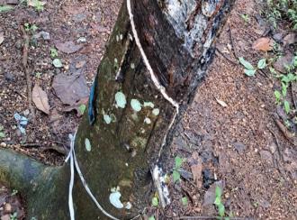 Agricultural Land for Sale in Pathanamthitta, Pathanamthitta, Padam