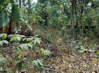 Residential House Villa for Sale in Kottayam, Kottayam town, Arpookara