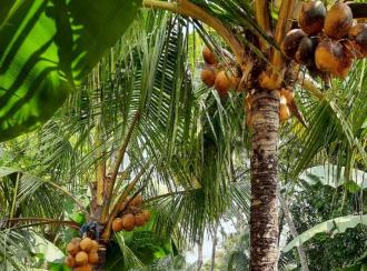 Residential Land for Sale in Alleppey, Alappuzha, Thathampally