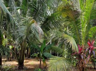 Residential Land for Sale in Alleppey, Alappuzha, Thathampally