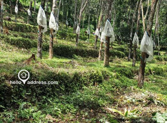 Rubber trees tapping life over