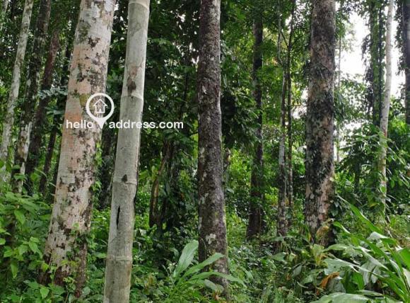 Area with other trees