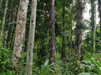 കൃഷി ഭൂമി വില്പനയ്ക്ക് കോട്ടയം, Kanjirapally, Kalaketty, Kappad Moozhicad