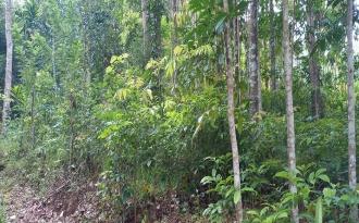 Residential Land for Sale in Idukki, Nedumkandam, Thokkupalam