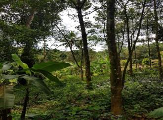 Agricultural Land for Sale in Idukki, Thodupuzha, Thodupuzha town