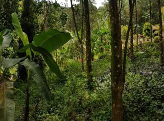 Agricultural Land for Sale in Idukki, Thodupuzha, Thodupuzha town