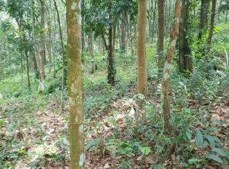 Agricultural Land for Sale in Idukki, Thodupuzha, Thodupuzha town