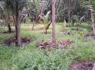 Residential Land for Sale in Alleppey, Mavelikara, Chettikulangara