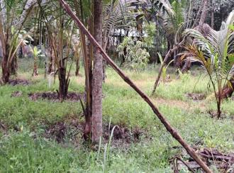 Residential Land for Sale in Alleppey, Mavelikara, Chettikulangara