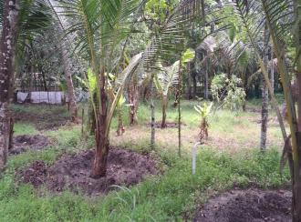 Residential Land for Sale in Alleppey, Mavelikara, Chettikulangara