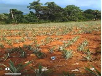 Residential Land for Sale in Ernakulam, Perumbavoor, Kodanad, Kurichilackodu