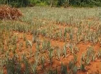 Residential Land for Sale in Ernakulam, Perumbavoor, Kodanad, Kurichilackodu