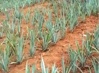 Residential Land for Sale in Ernakulam, Perumbavoor, Kodanad, Kurichilackodu