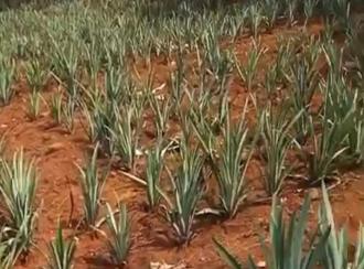 Residential Land for Sale in Ernakulam, Perumbavoor, Kodanad, Kurichilackodu