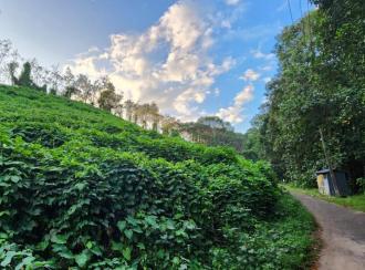 Residential Land for Sale in Kottayam, Karukachal, Nedumkunnam