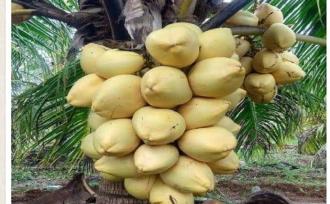 Residential Land for Sale in Alleppey, Thaneermukkam, Thaneermukkam, thanneermukam