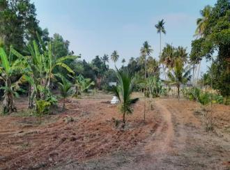 Agricultural Land for Sale in Thrissur, Mala, Puthenchira