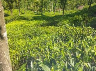 Agricultural Land for Sale in Idukki, Vagamon, Vagamon