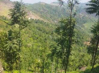 Agricultural Land for Sale in Idukki, Vagamon, Vagamon
