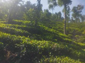Agricultural Land for Sale in Idukki, Vagamon, Vagamon