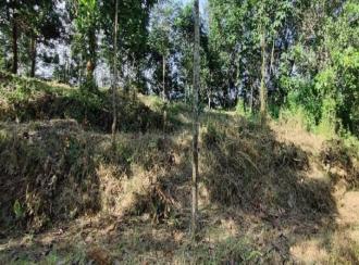 Agricultural Land for Sale in Pathanamthitta, Adoor, Adoor