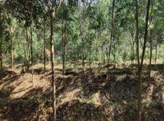 Agricultural Land for Sale in Pathanamthitta, Adoor, Adoor