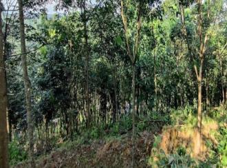 Agricultural Land for Sale in Pathanamthitta, Adoor, Adoor