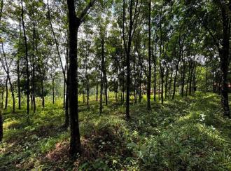 Residential Land for Sale in Pathanamthitta, Adoor, Erathu