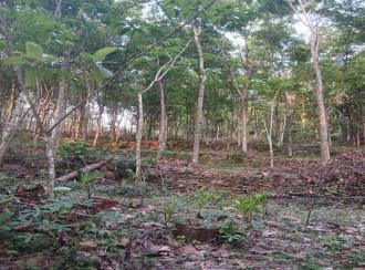 Agricultural Land for SaleKottayam, Ponkunnam, Ponkunnam