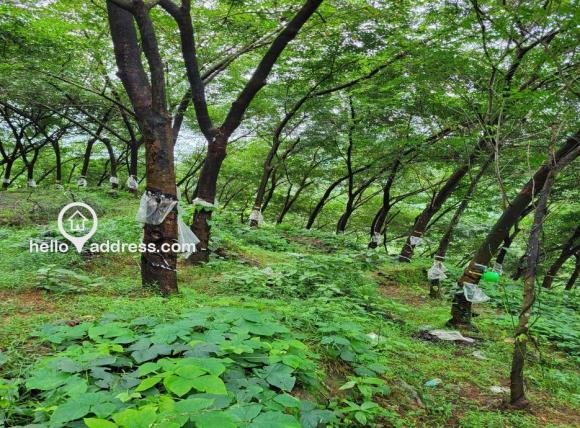 Agricultural Land for Sale