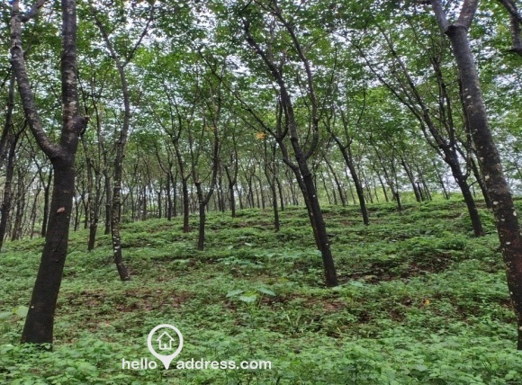 Agricultural Land for Sale