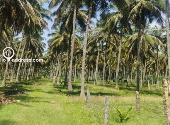 Commercial Land for Sale