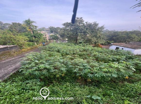 View From Back of the Plot