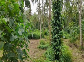 Residential House Villa for Sale in Palakkad, Pattambi, Vallapuzha