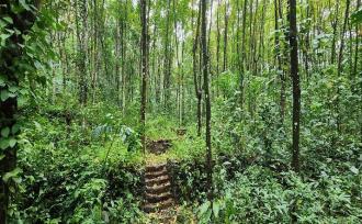 Agricultural Land for Sale in Kottayam, Changanassery, Nedumkunnam