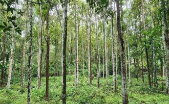 Agricultural Land for Sale in Kottayam, Changanassery, Nedumkunnam