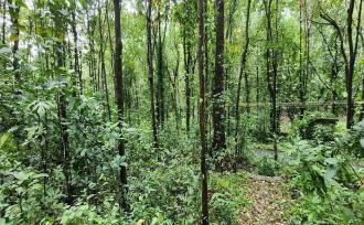Agricultural Land for Sale in Kottayam, Changanassery, Nedumkunnam